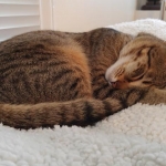Sydney sleeps