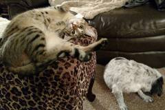 Captain Oliver Savannah F-6A male #3 Brown Spotted Light face DOB 10-2-14