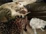 Captain Oliver Savannah F-6A male #3 Brown Spotted Light face DOB 10-2-14