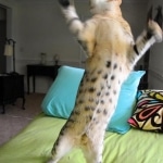 Oliver savannah F-6A male DOB 10-2-14