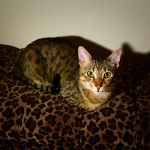 Oliver savannah F-6A male DOB 10-2-14