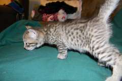 Kalabash Savannah F-6A Male cool BST DOB 3-27-15