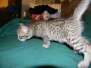 Kalabash Savannah F-6A Male cool BST DOB 3-27-15
