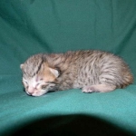 Savannah, F-6A Cool Brown Spotted Male DOB 3-25 15