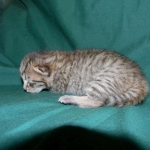 Savannah, F-6A Cool Brown Spotted Male DOB 3-25 15