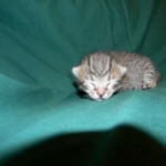 Savannah, F-6A Cool Brown Spotted Male DOB 3-25 15