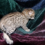 Savannah, F-6A Cool Brown Spotted Male DOB 3-25 15