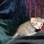 Savannah, F-6A Cool Brown Spotted Male DOB 3-25 15