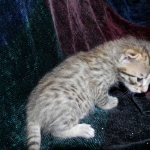 Savannah, F-6A Cool Brown Spotted Male DOB 3-25 15