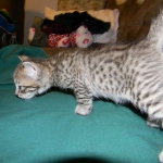 Savannah, F-6A Cool Brown Spotted Male DOB 3-25 15