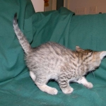 Savannah, F-6A Cool Brown Spotted Male DOB 3-25 15