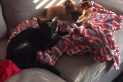 Walker Savannah F-6A Male Smoke DOB 3-27-15