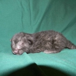 Savannah, Smoke Male , F-6A dob 3-27-15