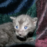 Savannah, Smoke Male , F-6A dob 3-27-15