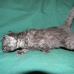 Savannah, Smoke Male , F-6A dob 3-27-15