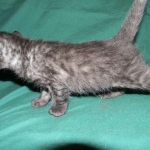 Savannah, Smoke Male , F-6A dob 3-27-15