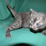 Savannah, Smoke Male , F-6A dob 3-27-15