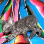 Savannah, Smoke Male , F-6A dob 3-27-15