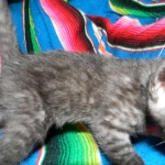 Savannah, Smoke Male , F-6A dob 3-27-15