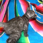 Savannah, Smoke Male , F-6A dob 3-27-15