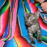 Savannah, Smoke Male , F-6A dob 3-27-15