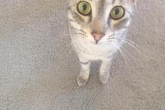 Ra Savannah F-6A Silver female #3 DOB 10-15-15