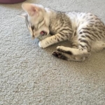 Ra F-6A female silver spotted Savannah DOB 10-15-15