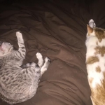 Ra F-6A female silver spotted Savannah DOB 10-15-15