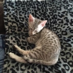 Ra F-6A female silver spotted Savannah DOB 10-15-15