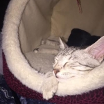 Ra F-6A female silver spotted Savannah DOB 10-15-15