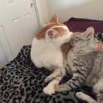 Ra F-6A female silver spotted Savannah DOB 10-15-15