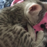 Ra F-6A female silver spotted Savannah DOB 10-15-15