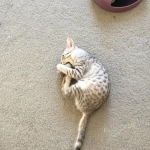 Ra F-6A female silver spotted Savannah DOB 10-15-15