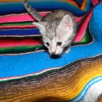 Savannah, silver, female, DOB 10-15-15