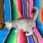 Ra F-6A female silver spotted Savannah DOB 10-15-15