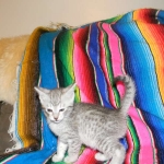 Ra F-6A female silver spotted Savannah DOB 10-15-15