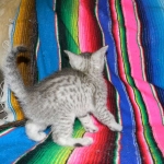 Ra F-6A female silver spotted Savannah DOB 10-15-15