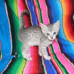 Ra F-6A female silver spotted Savannah DOB 10-15-15