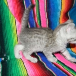 Ra F-6A female silver spotted Savannah DOB 10-15-15