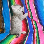 Ra F-6A female silver spotted Savannah DOB 10-15-15