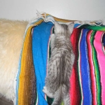 Ra F-6A female silver spotted Savannah DOB 10-15-15