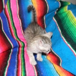 Ra F-6A female silver spotted Savannah DOB 10-15-15