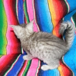 Ra F-6A female silver spotted Savannah DOB 10-15-15