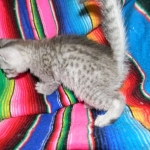 Ra F-6A female silver spotted Savannah DOB 10-15-15