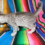 Ra F-6A female silver spotted Savannah DOB 10-15-15