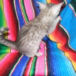 Ra F-6A female silver spotted Savannah DOB 10-15-15