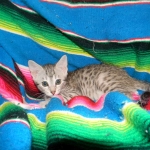 Ra F-6A female silver spotted Savannah DOB 10-15-15