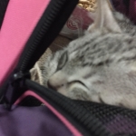 Ra on way home