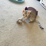 Ra F-6A female silver spotted Savannah DOB 10-15-15