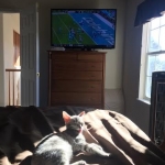 Ra F-6A female silver spotted Savannah DOB 10-15-15